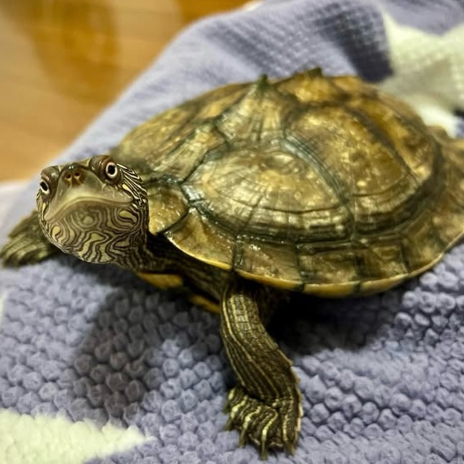 Wang Turtle's Friends 4