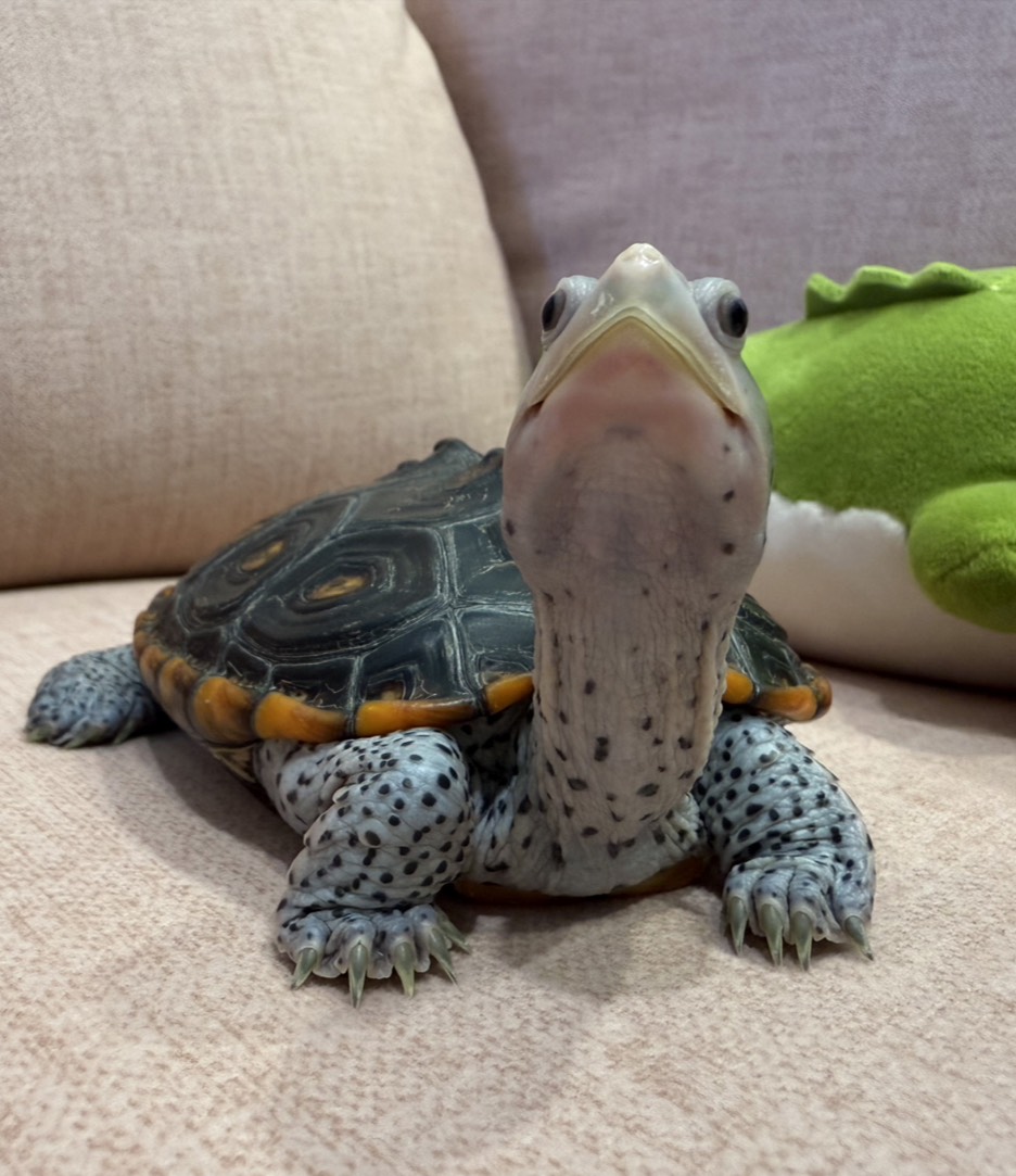 Wang Turtle's Friends 5