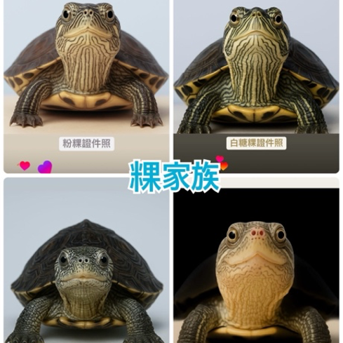 Wang Turtle's Friends 2