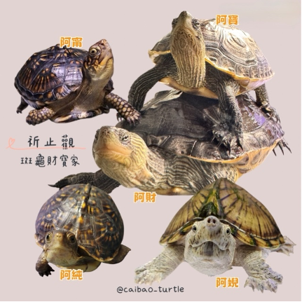 Wang Turtle's Friends 3